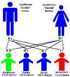 Autorecessive.gif